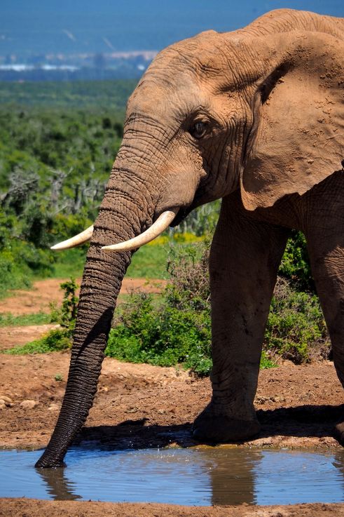 Eléphant au parc Addo Elephant