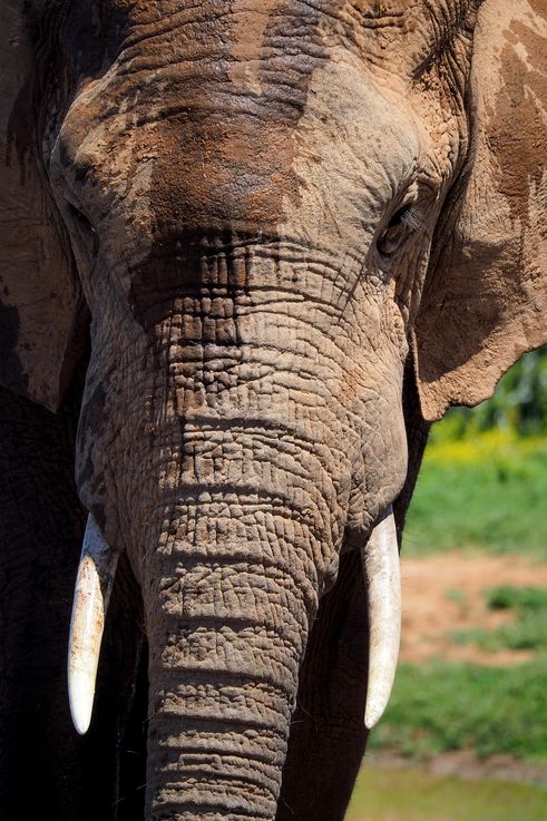 Eléphant au parc Addo Elephant