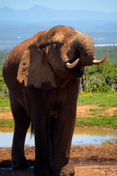 Eléphant au parc Addo Elephant