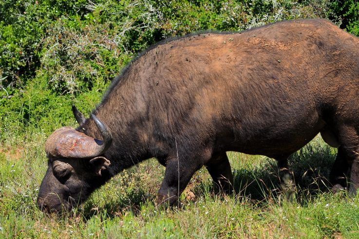 Buffle au parc Addo Elephant