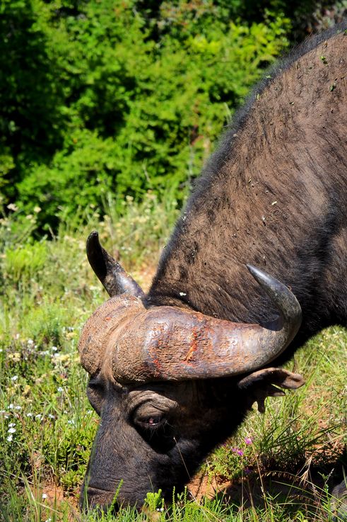 Buffle au parc Addo Elephant
