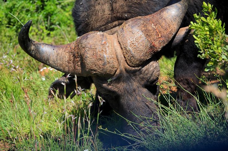 Buffle au parc Addo Elephant