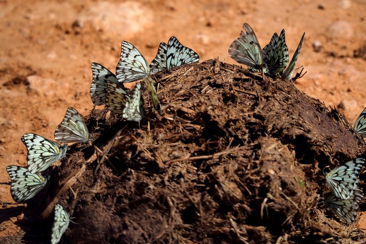 Papillons belenois au parc Addo Elephant