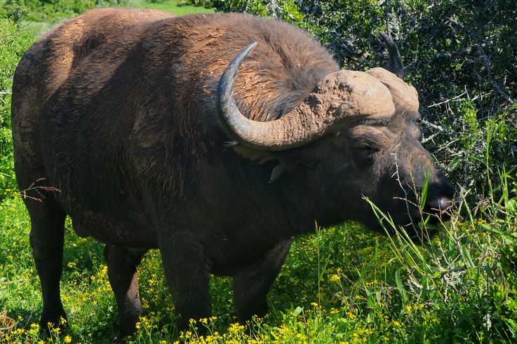 Buffle au parc Addo Elephant