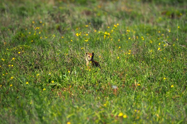 Mangouste jaune au parc Addo Elephant