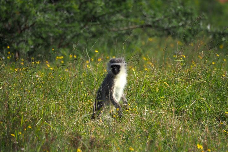 Vervet au parc Addo Elephant
Altitude : 85 mètres