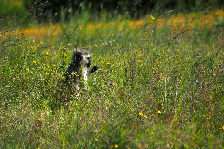 Vervet au parc Addo Elephant
Altitude : 85 mètres