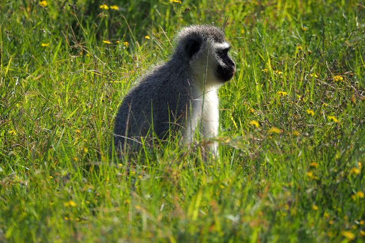 Vervet au parc Addo Elephant
Altitude : 85 mètres