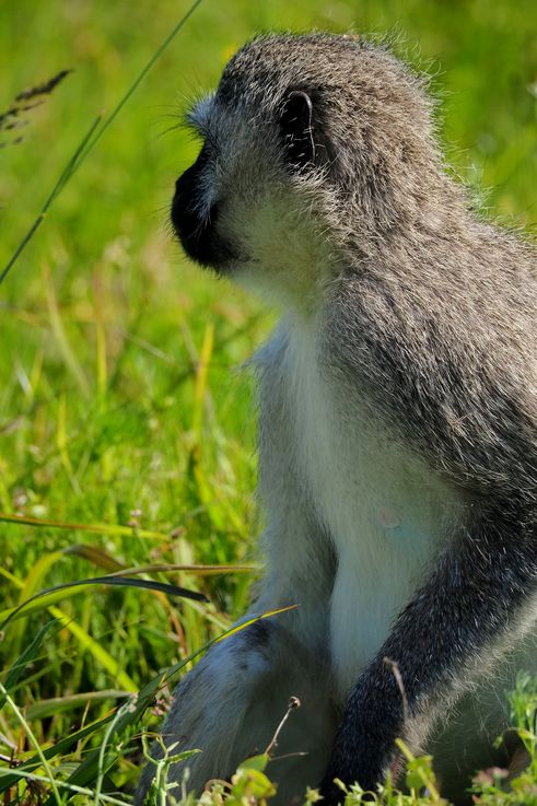 Vervet au parc Addo Elephant
Altitude : 85 mètres