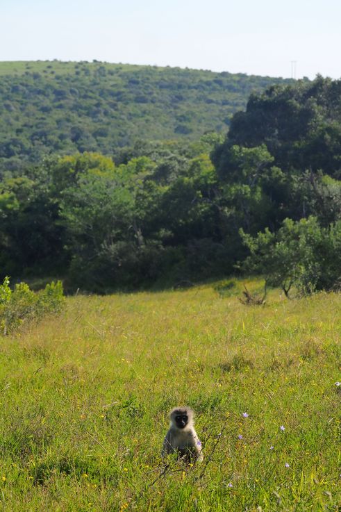 Vervet au parc Addo Elephant
Altitude : 85 mètres