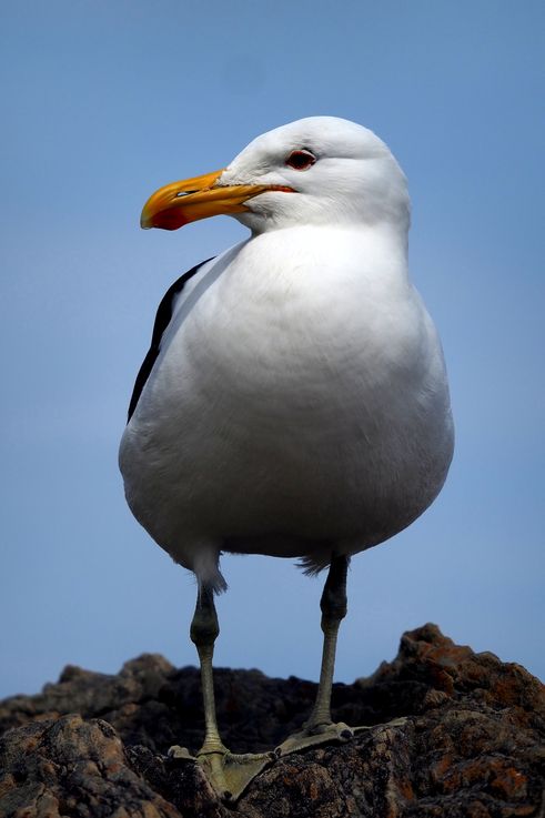 Goéland Dominicain dans le parc national de Tsitsikamma
Altitude : 34 mètres