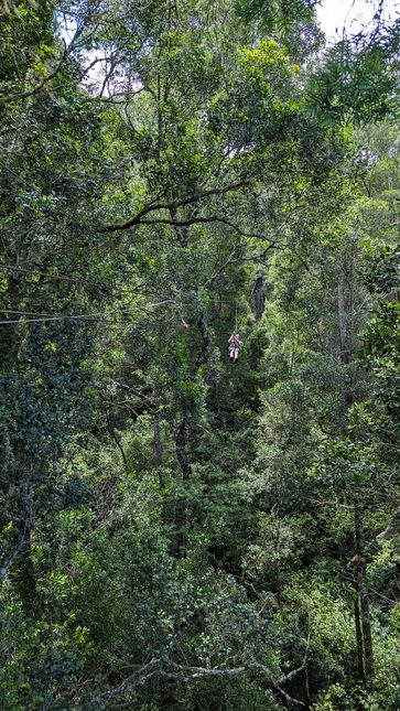 Tsitsikamma Canopy Tour
Altitude : 213 mètres