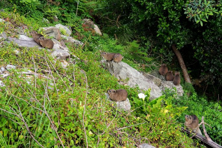 Daman du Cap dans le parc national de Tsitsikamma
Altitude : 68 mètres