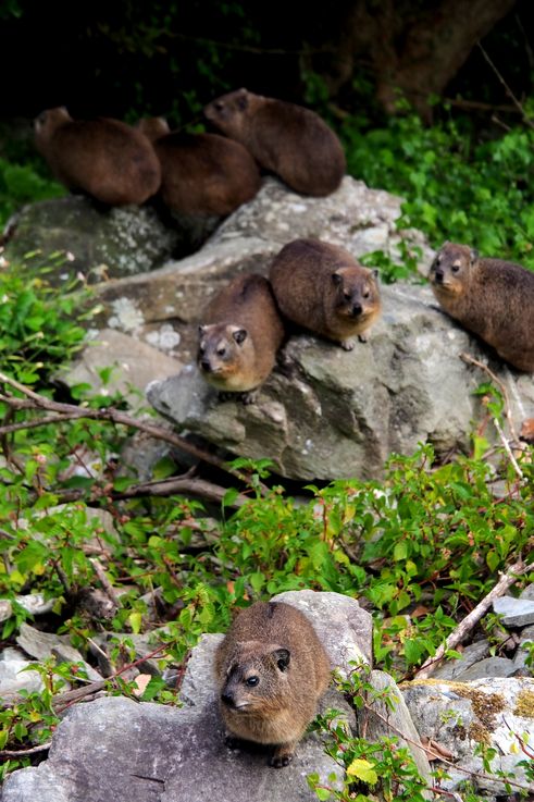 Daman du Cap dans le parc national de Tsitsikamma
Altitude : 67 mètres
