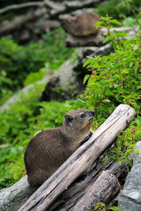 Daman du Cap dans le parc national de Tsitsikamma
Altitude : 63 mètres