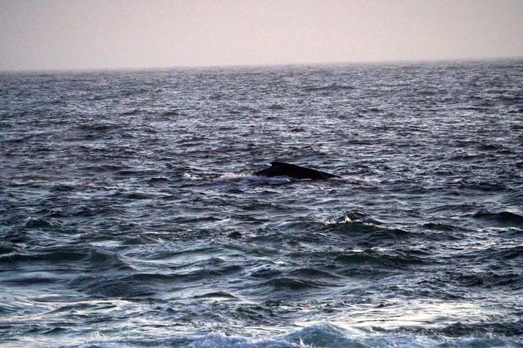 Baleine à bosse dans le parc national de Tsitsikamma
Altitude : 35 mètres