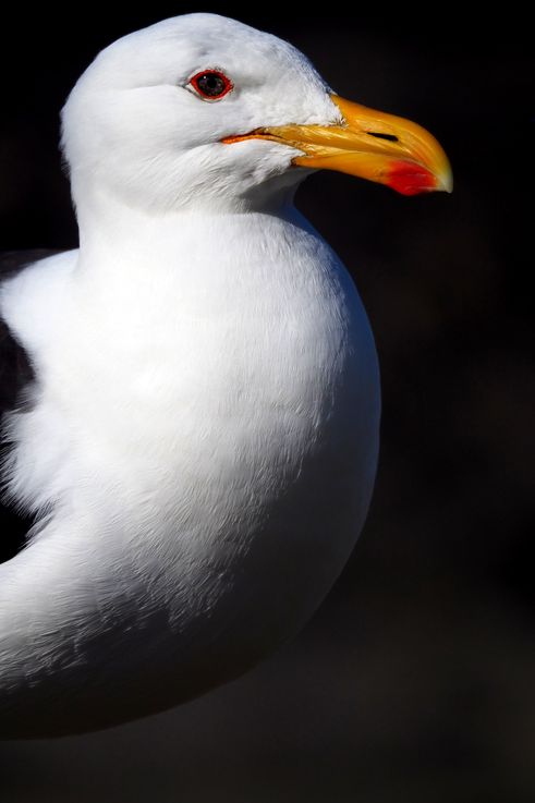 Goéland dominicain dans le parc national de Tsitsikamma (Afrique du Sud)
Altitude : 34 mètres