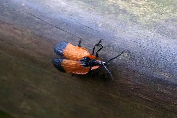 Lycus palliatus à Wilderness
Altitude : 55 mètres