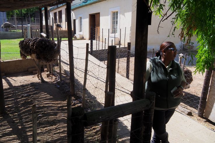 Dans la ferme Cango Ostrich à Oudtshoorn
Altitude : 470 mètres