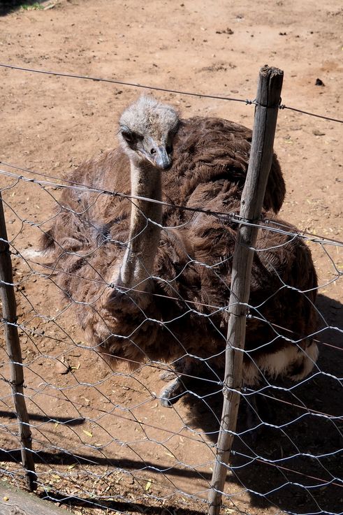 Dans la ferme Cango Ostrich à Oudtshoorn
Altitude : 470 mètres