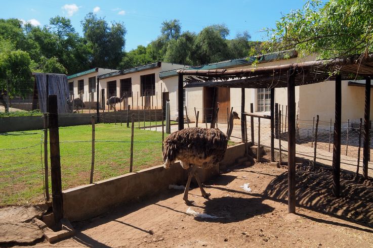 Dans la ferme Cango Ostrich à Oudtshoorn
Altitude : 469 mètres