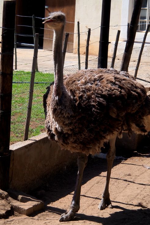 Dans la ferme Cango Ostrich à Oudtshoorn
Altitude : 469 mètres