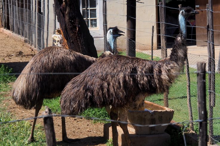 Dans la ferme Cango Ostrich à Oudtshoorn
Altitude : 469 mètres