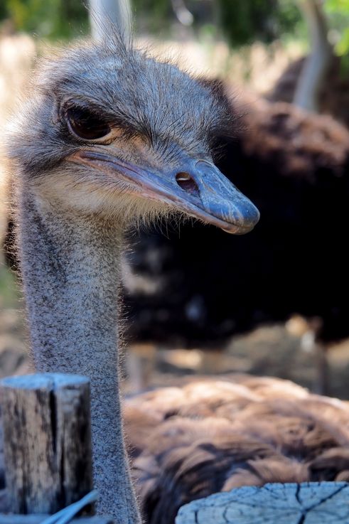 Dans la ferme Cango Ostrich à Oudtshoorn
Altitude : 481 mètres