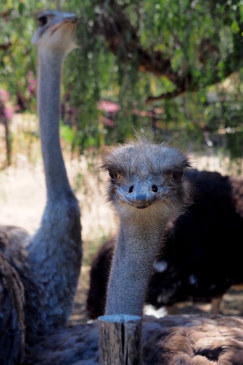 Dans la ferme Cango Ostrich à Oudtshoorn
Altitude : 481 mètres