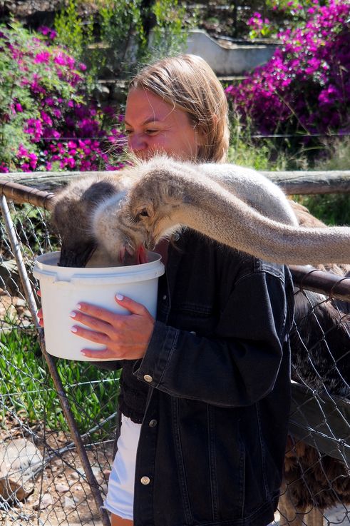 Massage par les autruches dans la ferme Cango Ostrich à Oudtshoorn
Altitude : 477 mètres