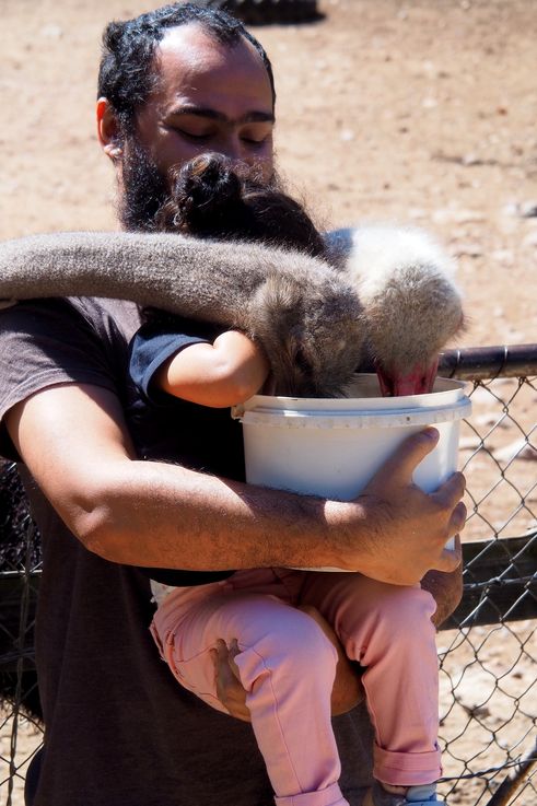 Massage par les autruches dans la ferme Cango Ostrich à Oudtshoorn
Altitude : 477 mètres