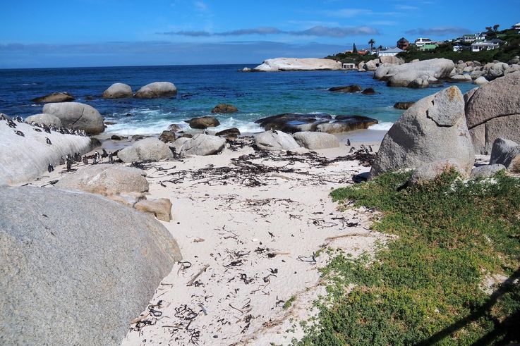 Manchots Du Cap à Simons Town
Altitude : 40 mètres