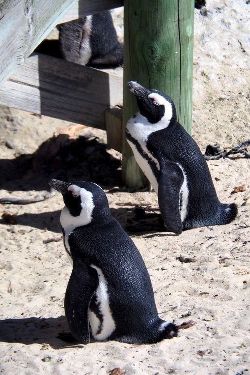 Manchots Du Cap à Simons Town
Altitude : 38 mètres