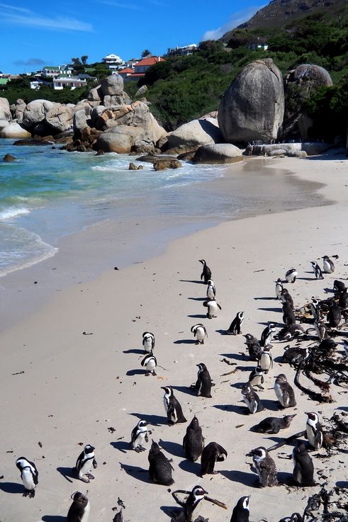Manchots Du Cap à Simons Town
Altitude : 41 mètres