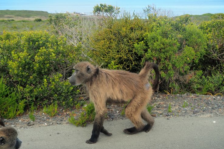 Babouin chacma au cap De Bonne Espérance
Altitude : 104 mètres