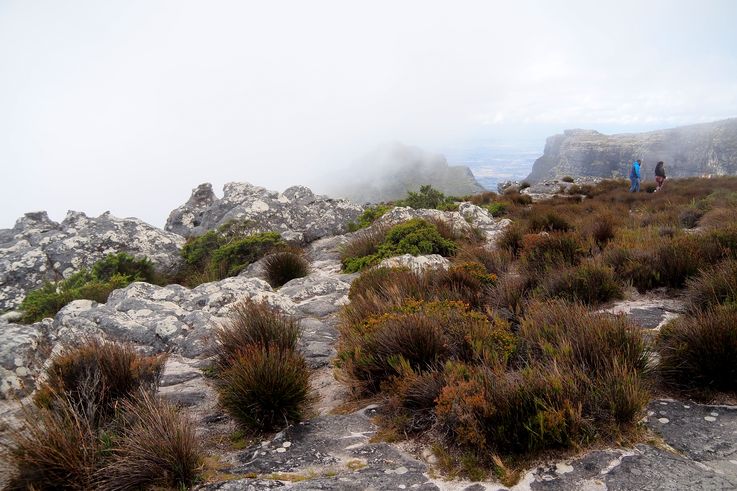 Table Mountain
Altitude : 1099 mètres