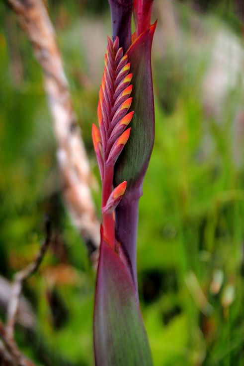 Watsonia Tabularis à Table Mountain
Altitude : 1090 mètres