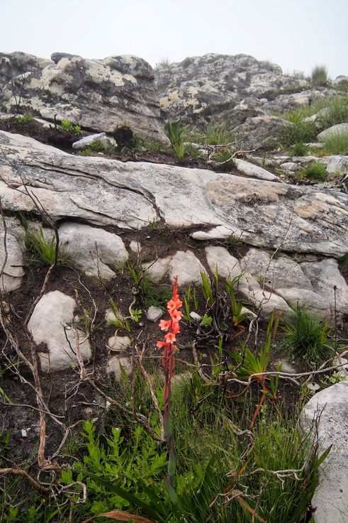 Watsonia Tabularis à Table Mountain
Altitude : 1091 mètres