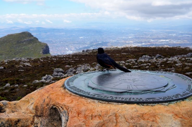Rufipenne Morio à Table Mountain 
Altitude : 1116 mètres