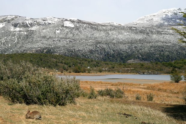 Lapin dans la Tierra del Fuego