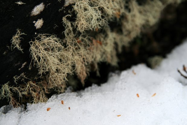 Mousse et neige dans la Tierra del Fuego