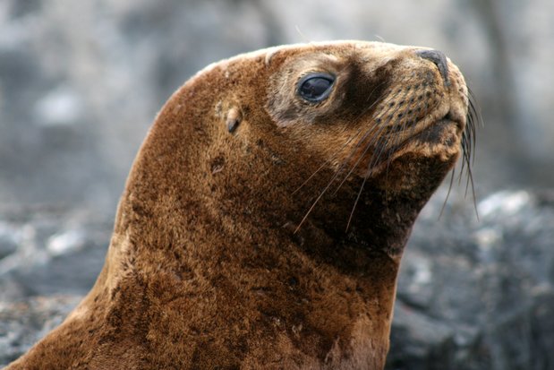 Lion de mer sur le canal de Beagle