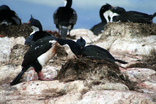 Cormorans. Canal de Beagle.