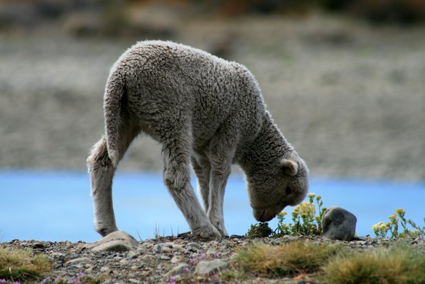 Mouton dans la région de Santa Cruz