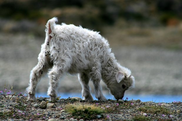 Mouton dans la région de Santa Cruz