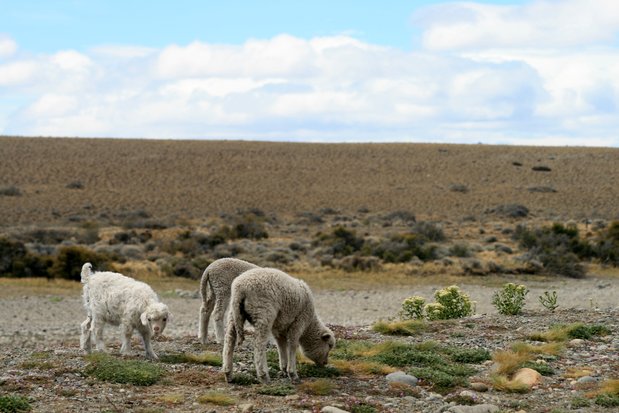 Moutons dans la région de Santa Cruz