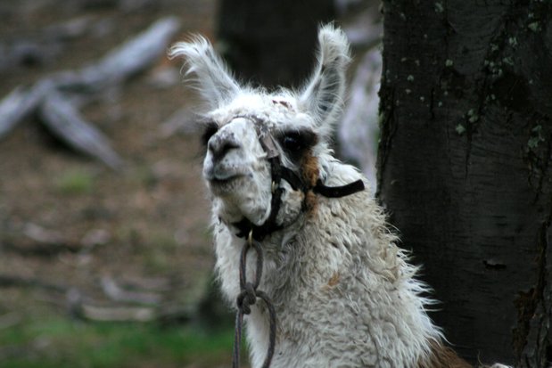 Lama sur le sentier Fitz Roy