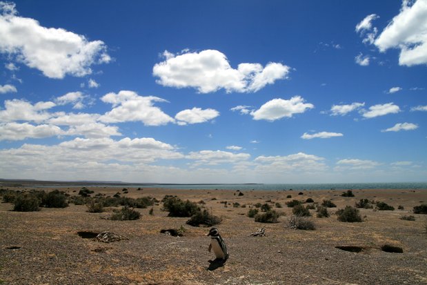 Manchot de Magellan à Punta Tombo