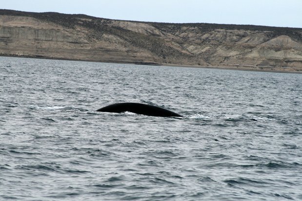 Baleine franche australe. Péninsule Valdes.