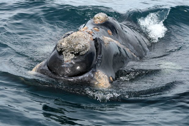 Museau de baleine franche australe. Péninsule Valdes.